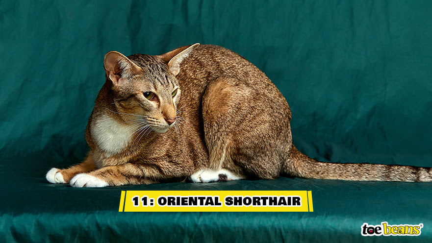 An Oriental Shorthair Cat Image by Toe Beans