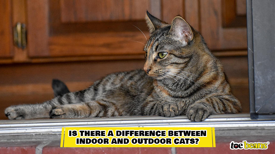 An Outdoor Cat Image by Toe Beans