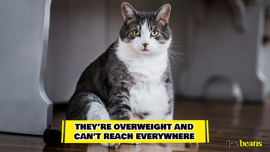 An Overweight Cat