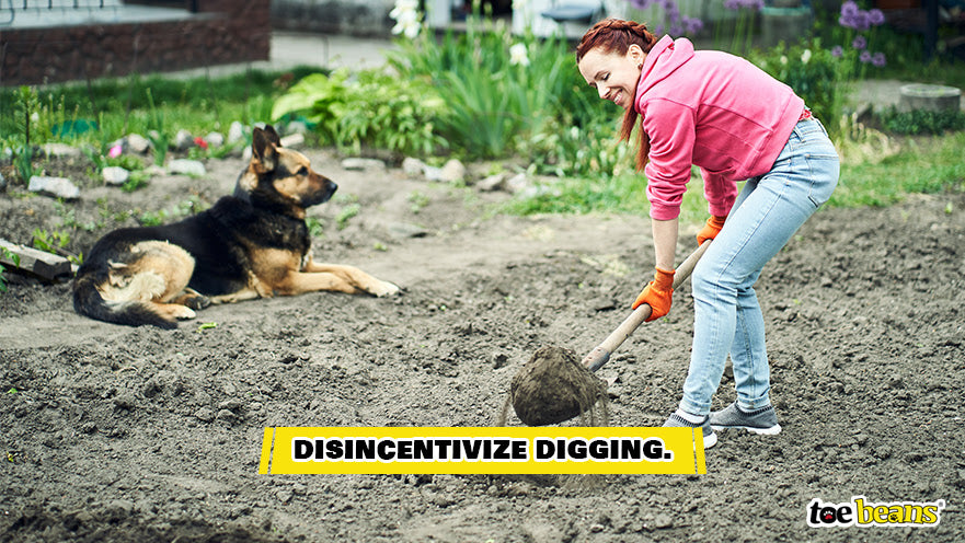 An Owner Disincentivizing Digging Image by Toe Beans