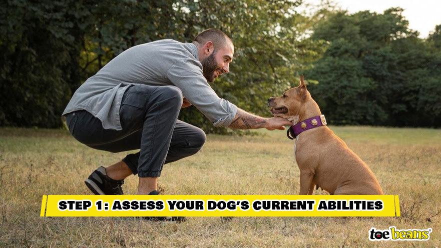 Assessing the Abilities of a Dog Image by Toe Beans