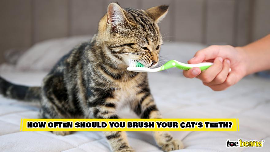 Brushing Cat Teeth Image by Toe Beans