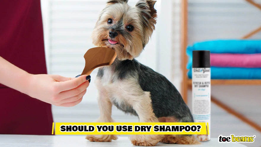 Brushing Dog