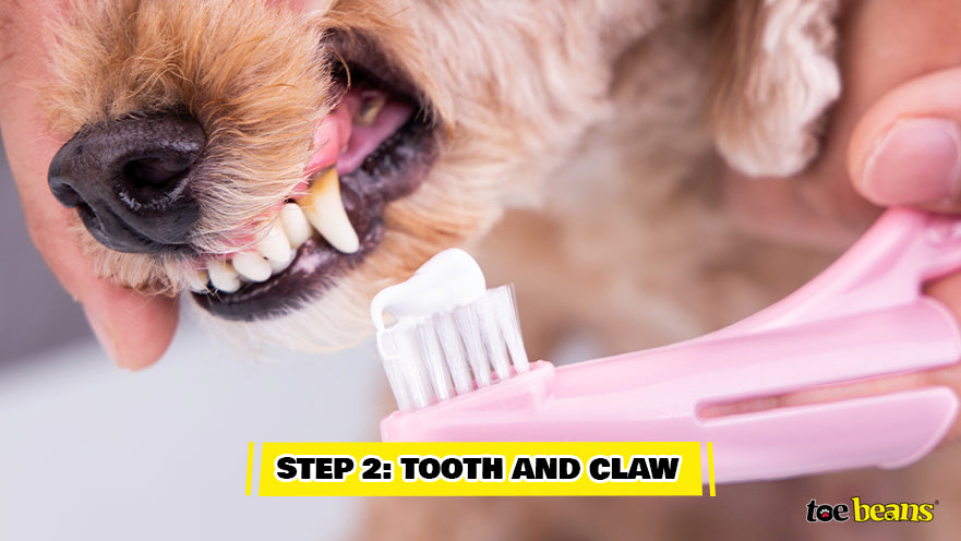 Brushing Dog Teeth