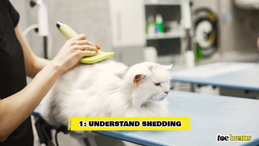Brushing Shedding Cat Image by Toe Beans