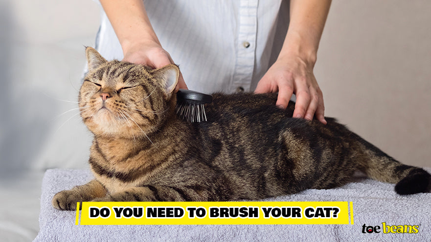 Brushing Your Cat
