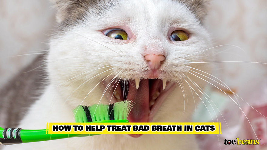 Brushing a Cat's Teeth Image by Toe Beans