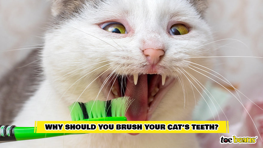 Brushing a Cat's Teeth Image by Toe Beans