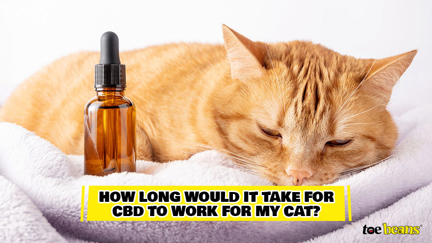 CBD Working for Cat