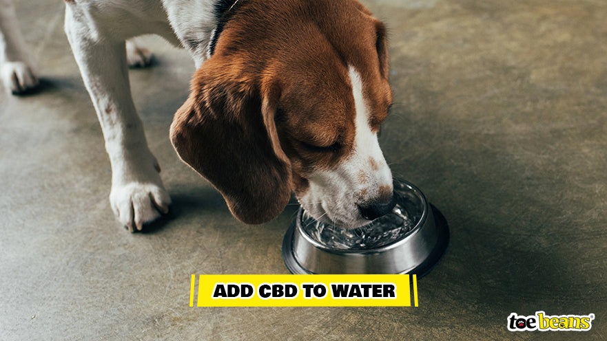 CBD in Water