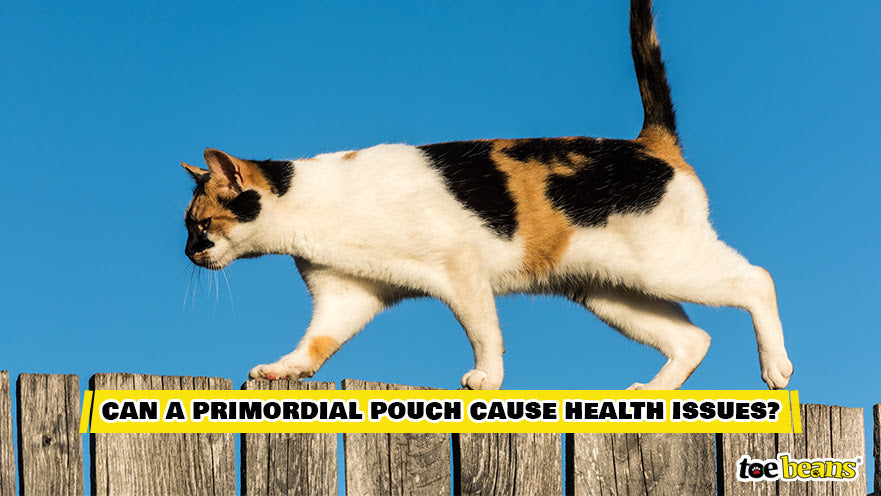 Can a Primordial Pouch Cause Health Issues Image by Toe Beans