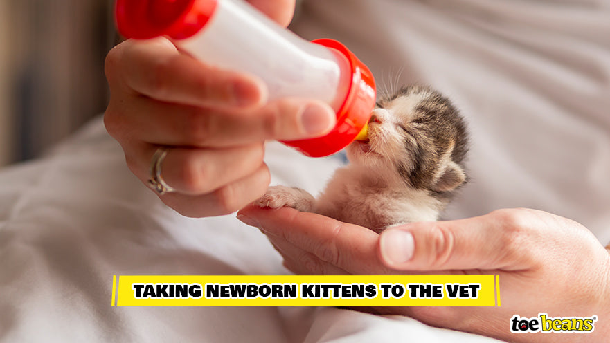 Caring for Newborn Kitten Image by Toe Beans