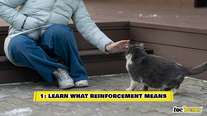 Cat Behavior Reinforcement Image by Toe Beans