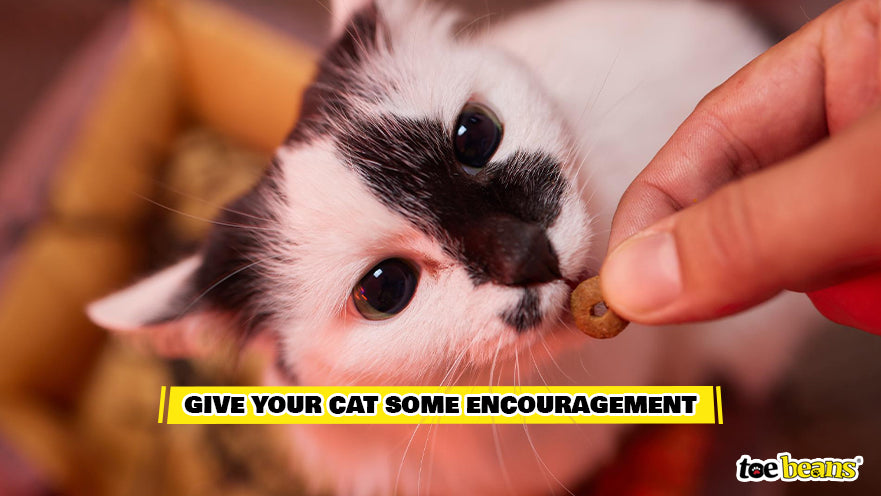 Cat Being Given a Treat Image by Toe Beans