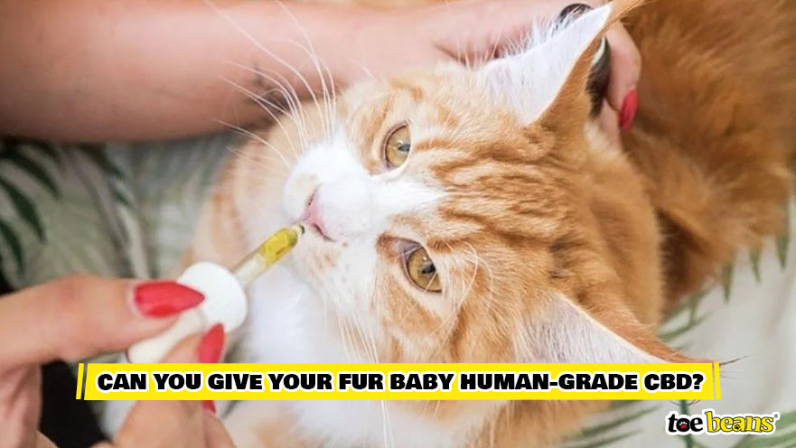 Cat CBD Oil Image by Toe Beans