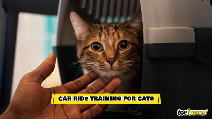 Cat Car Ride Training Image by Toe Beans