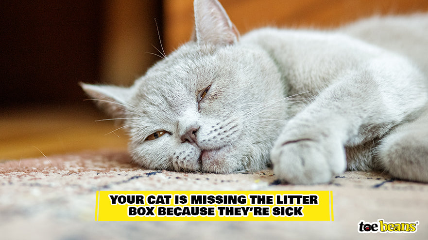 Cat Dealing With Health Issues Image by Toe Beans