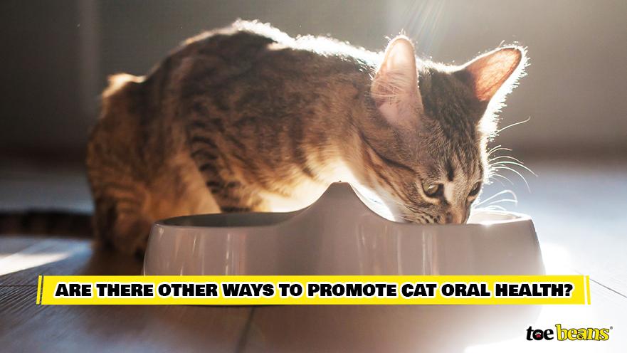 Cat Eating Healthy Foods Image by Toe Beans
