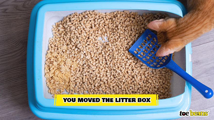 Cat Examining Litter Box Image by Toe Beans