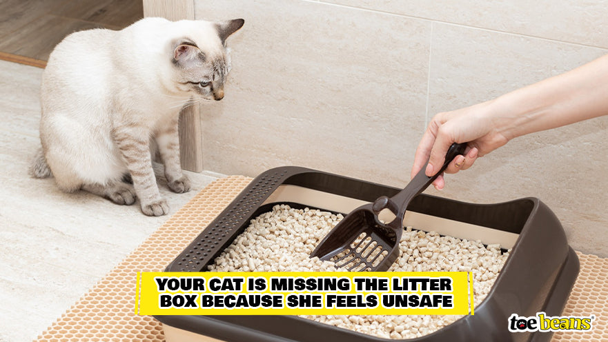 Cat Feeling Unsafe Around Litter Box Image by Toe Beans