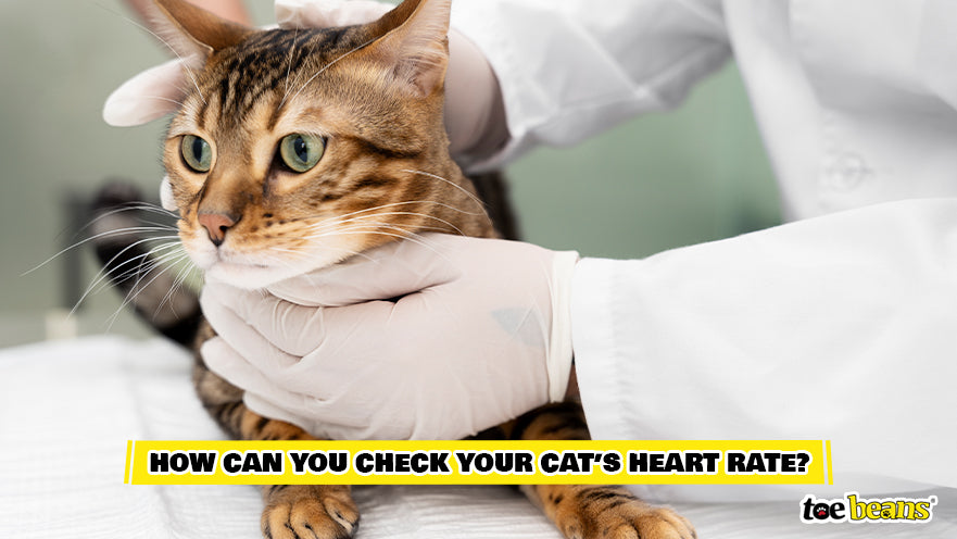 Cat Getting Their Heart Rate Checked Image by Toe Beans