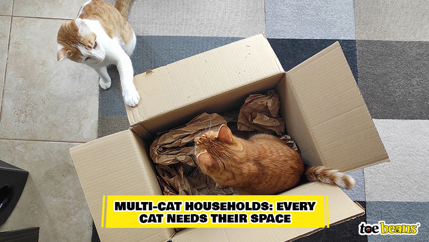 Cat Intruding on Safe Space Image by Toe Beans