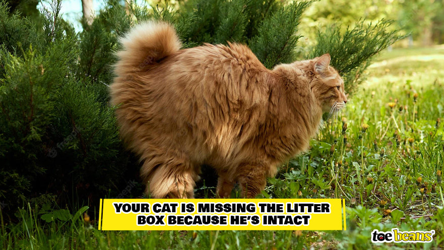 Cat Marking Territory Image by Toe Beans