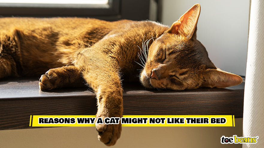 Cat Napping in the Sun Image by Toe Beans