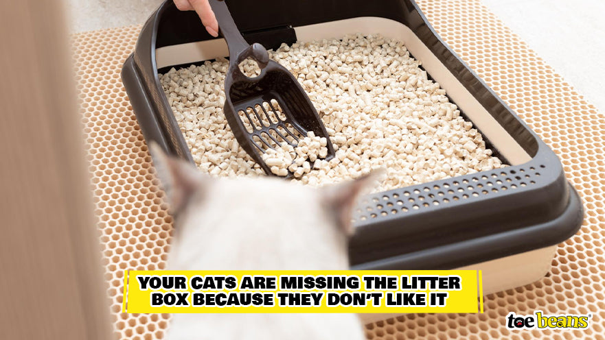 Cat Not Liking a Litter Box Image by Toe Beans