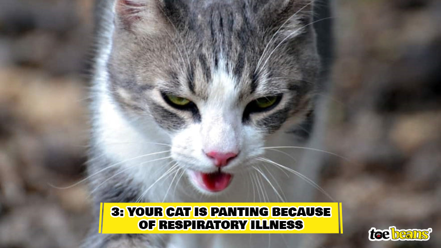 Cat Panting Because of Respiratory Illness Image by Toe Beans
