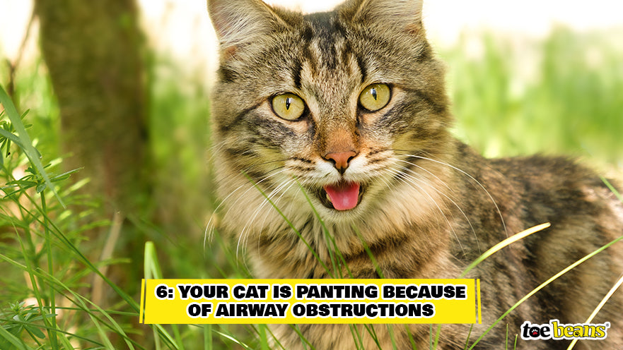Cat Panting Due to Airway Obstructions Image by Toe Beans