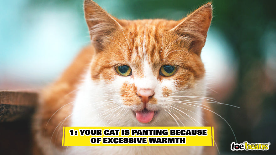 Cat Panting Due to Excessive Heat Image by Toe Beans