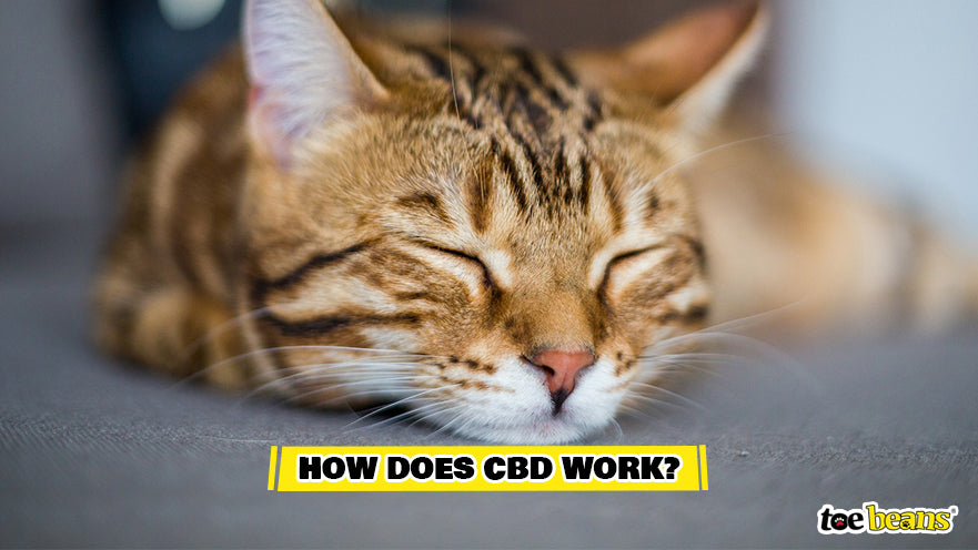 Cat Sleeping After CBD Image by Toe Beans