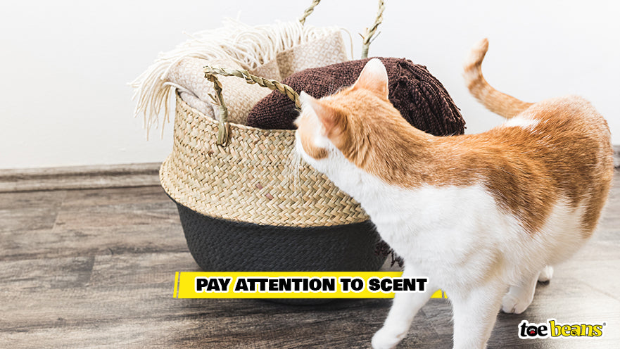 Cat Sniffing Household Objects Image by Toe Beans