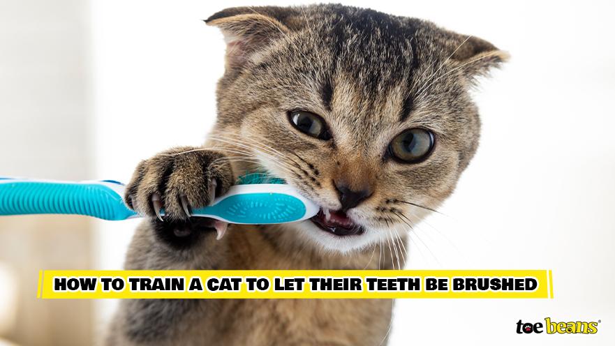 Cat Teeth Brushing Training Image by Toe Beans