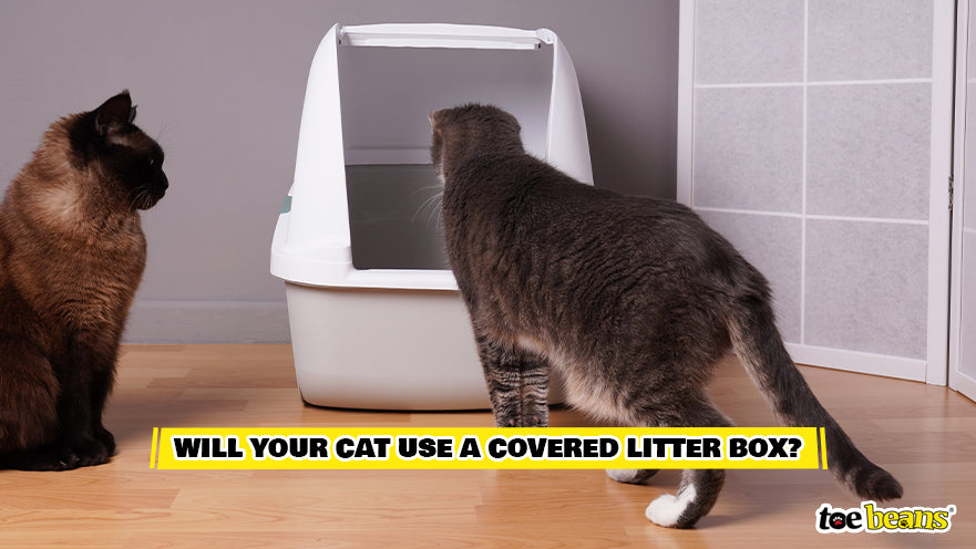 Cat Using a Litter Box Image by Toe Beans