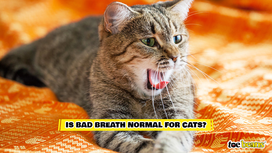 Cat With Bad Breath Image by Toe Beans