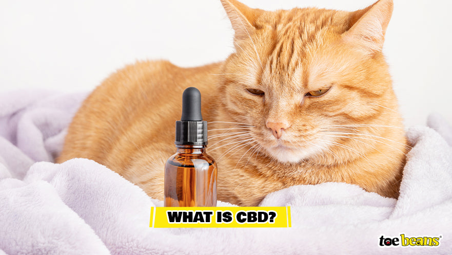 Cat With CBD Tincture Image by Toe Beans