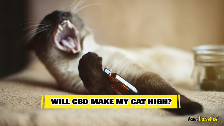 Cat and CBD Oil