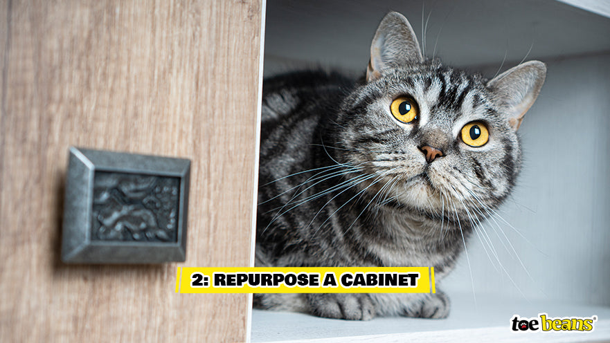 Cat in a Cabinet Image by Toe Beans