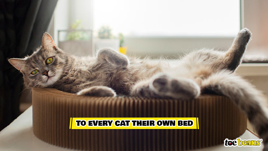 Cat in a Cat Bed Image by Toe Beans