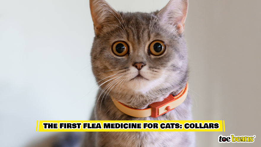 Cat in a Flea Collar Image by Toe Beans