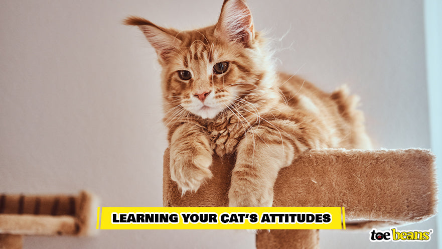 Cat With a Relaxed Attitude Image by Toe Beans