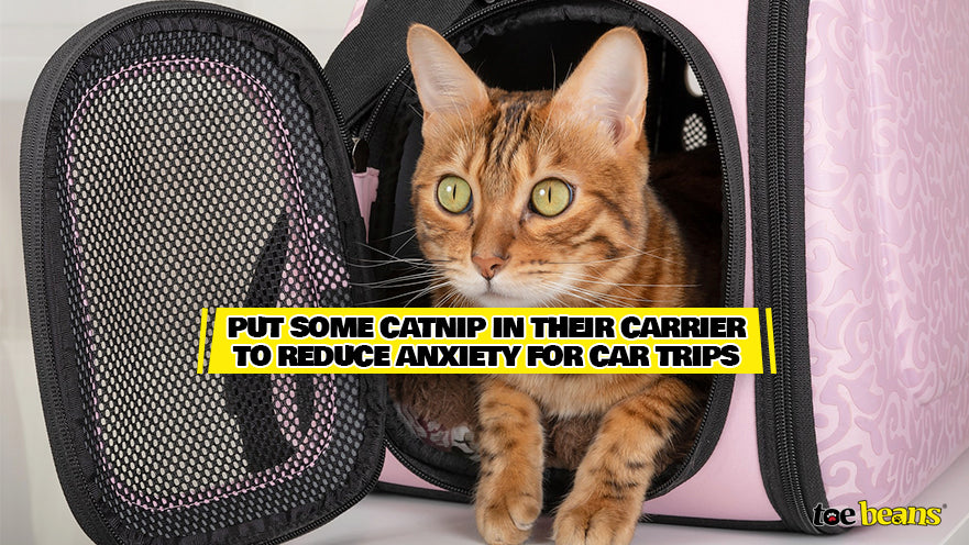 Catnip in Carrier