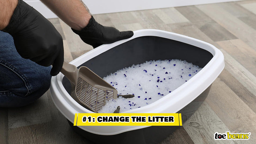 Changing The Litter Image by Toe Beans