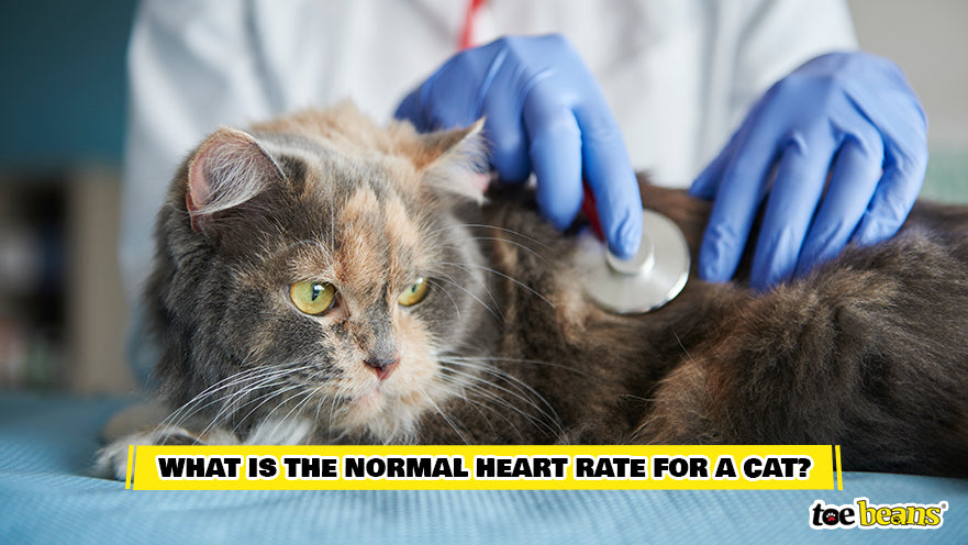 Checking a Cat's Heart Rate Image by Toe Beans