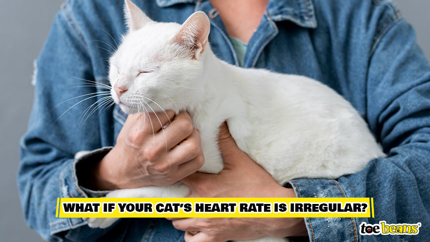 Checking a Cat's Irregular Heart Rate Image by Toe Beans