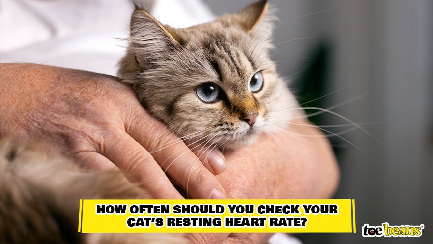 Checking a Cat's Resting Heart Rate Image by Toe Beans
