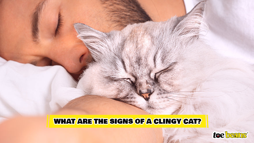Clingy Cat Signs Image by Toe Beans