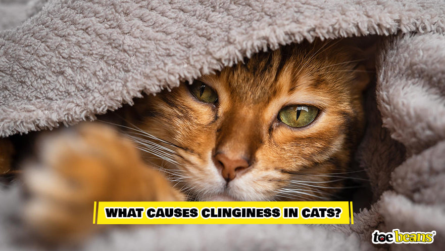Clingy Cat Snuggling Image by Toe Beans